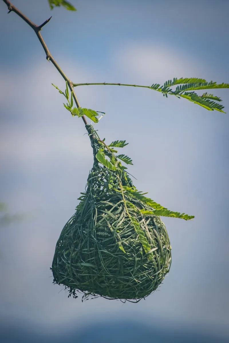 Woven hanging nest suspended from a thin branch